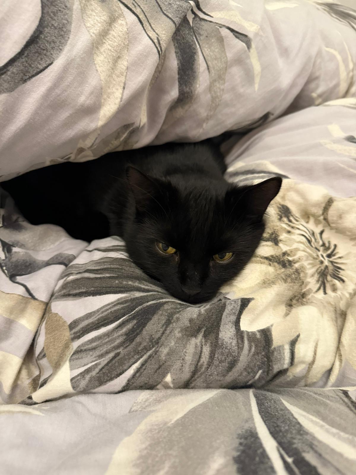 Schwarzer Kater liegt entspannt in einer grauen Bettdecke mit Blumenmuster und blickt ruhig in die Kamera.