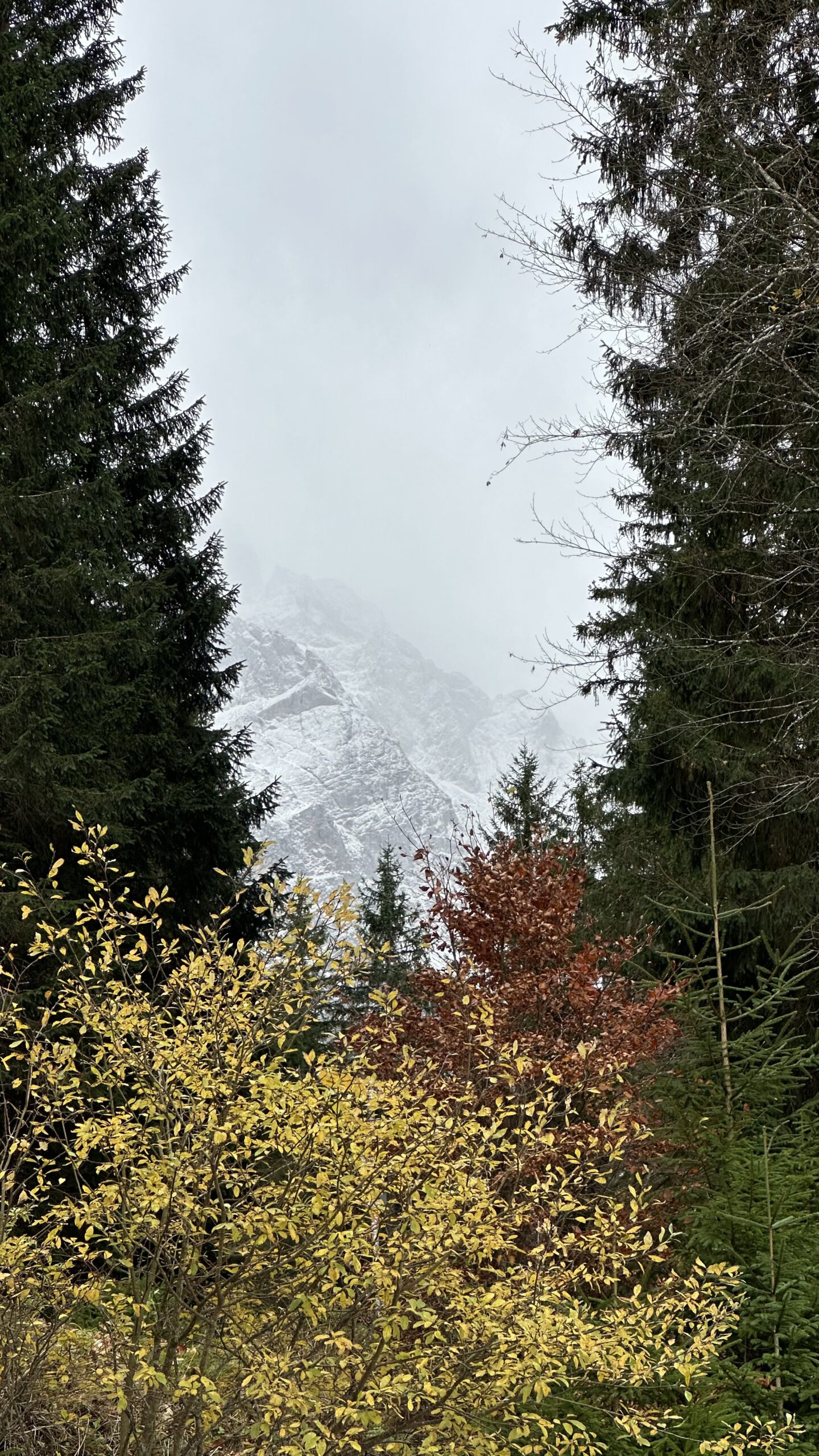 Blick auf die verschneite Zugspitze durch einen Rahmen aus herbstlich gefärbten Bäumen am Eibsee.
