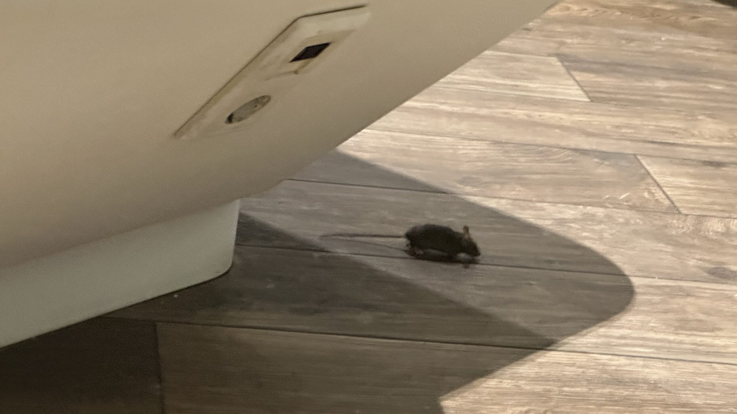 Kleine Maus läuft nachts über den Boden im Terminal 2 des Frankfurter Flughafens, nahe einem Schlafplatz.