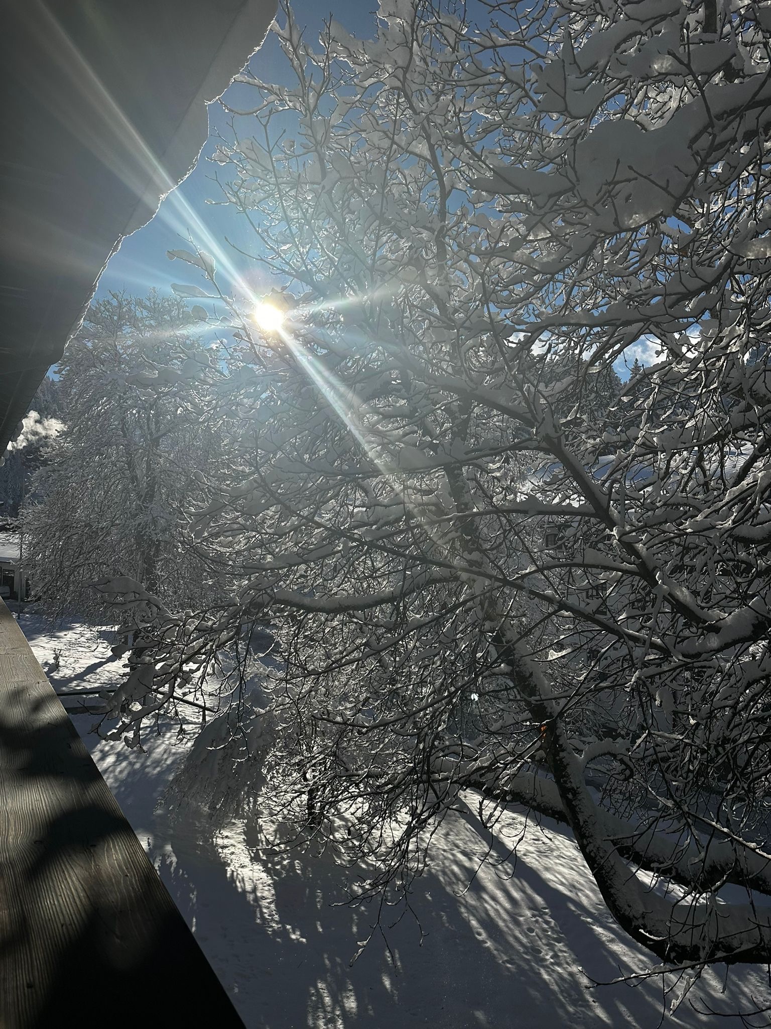 Sonnenstrahlen fallen durch verschneite Baumkronen in Oberammergau, helle Wintersonne und glitzernder Schnee erzeugen starke Licht- und Schattenmuster.