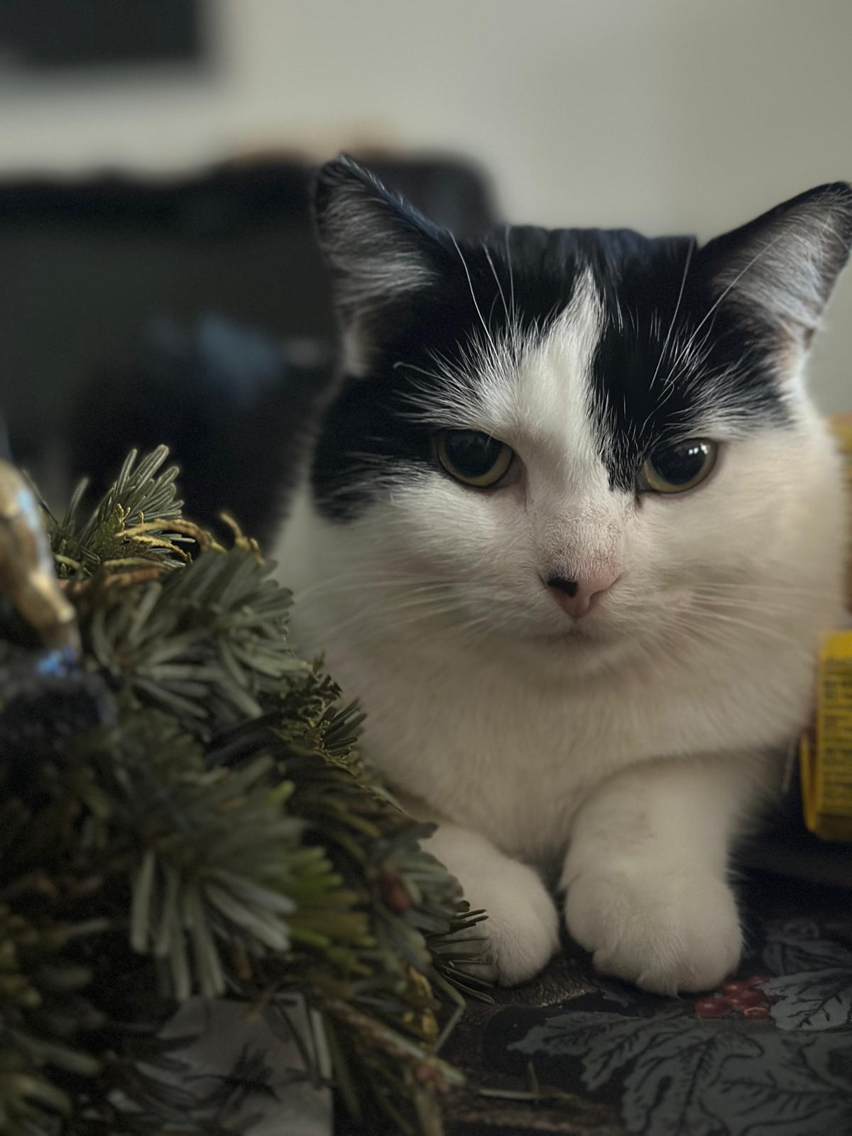 Schwarz-weiße Katze sitzt ruhig neben einem geschmückten Weihnachtszweig und blickt aufmerksam in die Kamera.